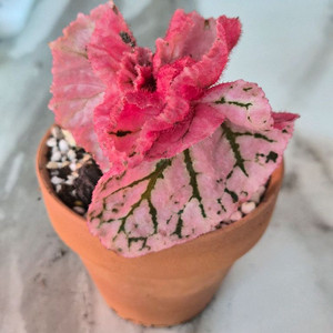 베고니아 미드나잇썬