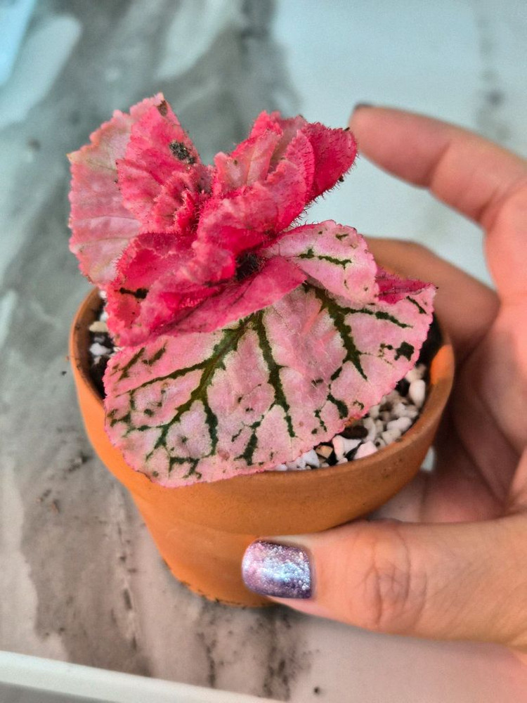 베고니아 미드나잇썬--1