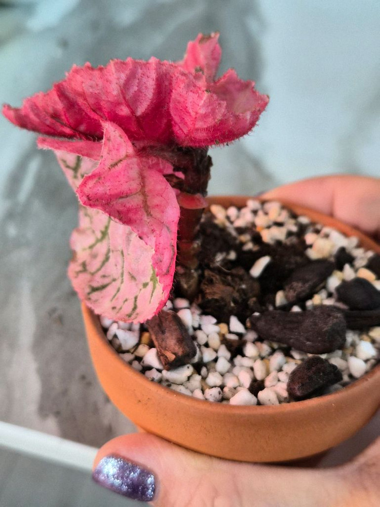 베고니아 미드나잇썬--2