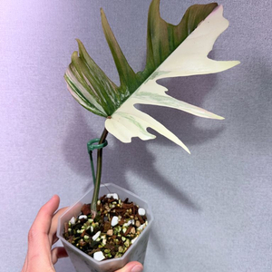 플로리다뷰티 토텀 하이브리드 바리에가타 이미지