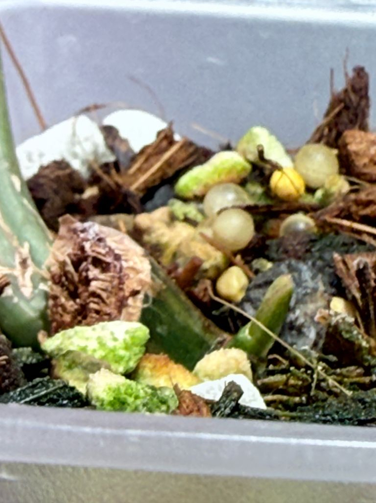 플로리다뷰티 토텀 하이브리드 바리에가타 이미지