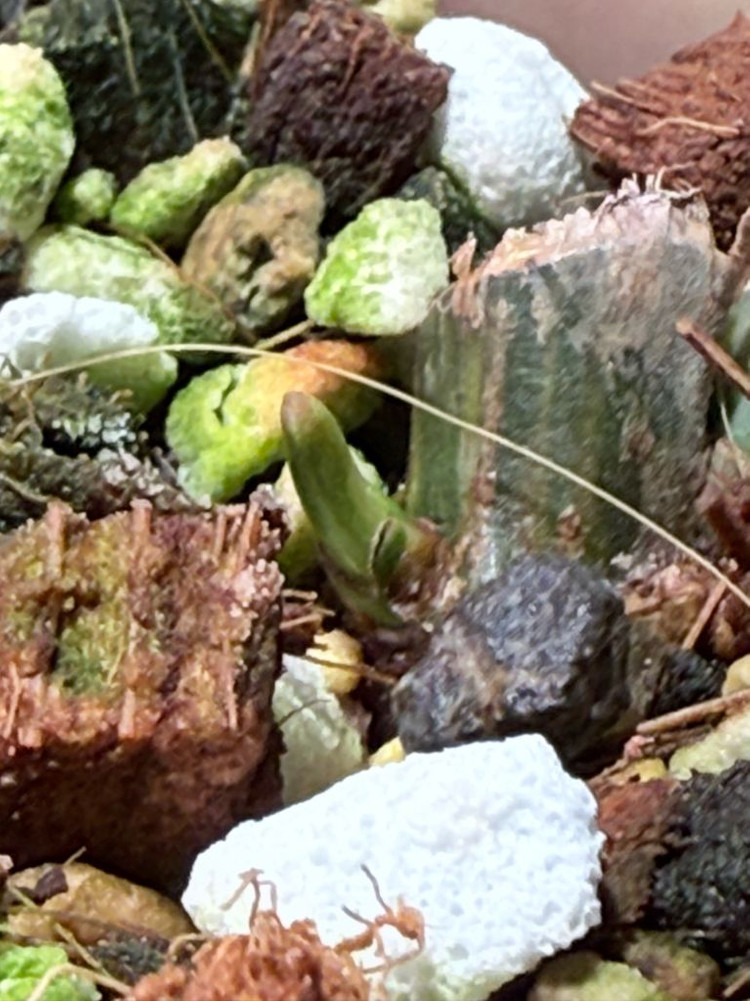 플로리다뷰티 토텀 하이브리드 바리에가타 이미지