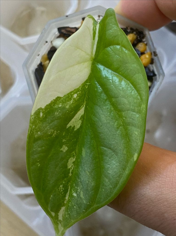 알로카시아 실버드래곤화이트 바리에가타(안스,호야x)--1