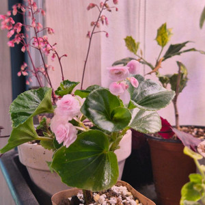 핑크 팝콘 베고니아