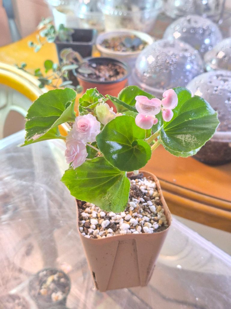 핑크 팝콘 베고니아--1