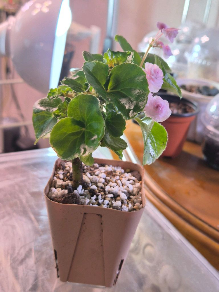 핑크 팝콘 베고니아--2