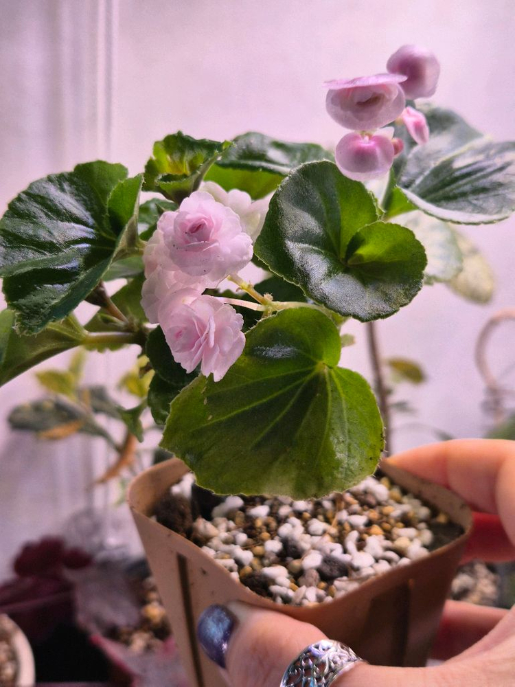 핑크 팝콘 베고니아--3