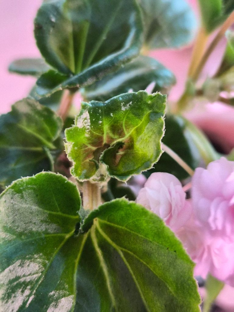 핑크 팝콘 베고니아--4