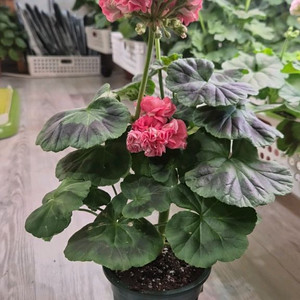 제라늄. 코코페어플로우