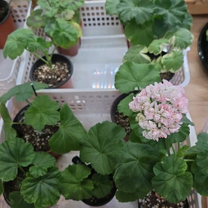 제라늄 개별분양