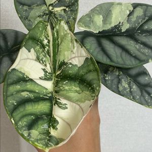 알로카시아 실버드래곤화이트 바리에가타(안스,호야x)