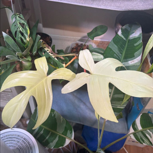 플로리다 뷰티 고스트 이미지