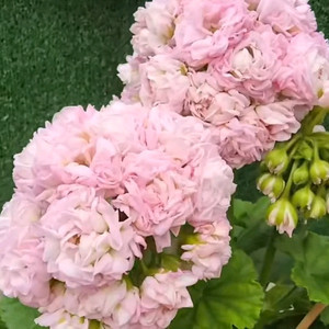 엘레강스로즈 피치롤 중국제라늄 2종