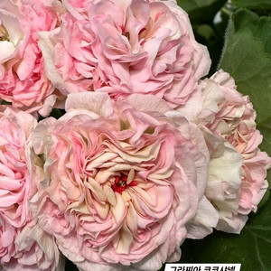 코코샤넬 UG 차밍레이지걸 IDA 실버웨딩 러시아제라늄 3종