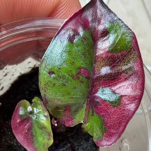 (무천이자구묘)알로카시아 유카탄프린세스 핑크 바리에가타