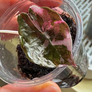 (무천이자구묘)알로카시아 찬트리에 핑크 바리에가타