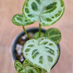 안스리움도리야끼실버