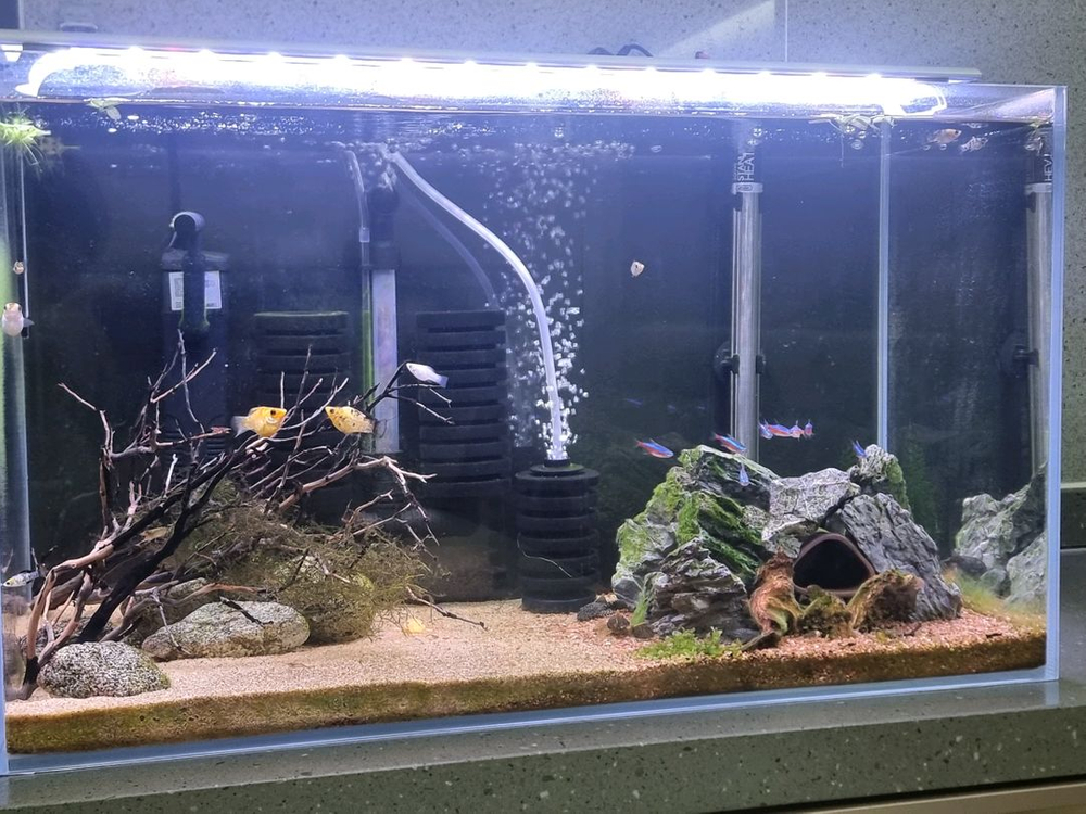 2자 어항 세트--1