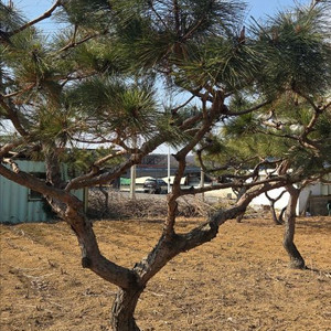 명품 조경용 적송(소나무) 22년생 이미지