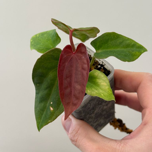 안수리움 테줄라 bvep 안톨라키