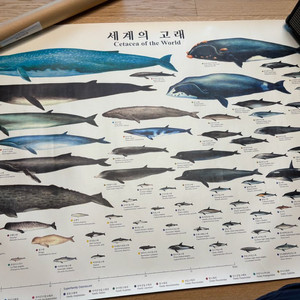 세계의 고래 포스터 -장생포 고래박물관