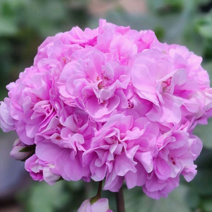 제라늄 시크이올란타 특대품