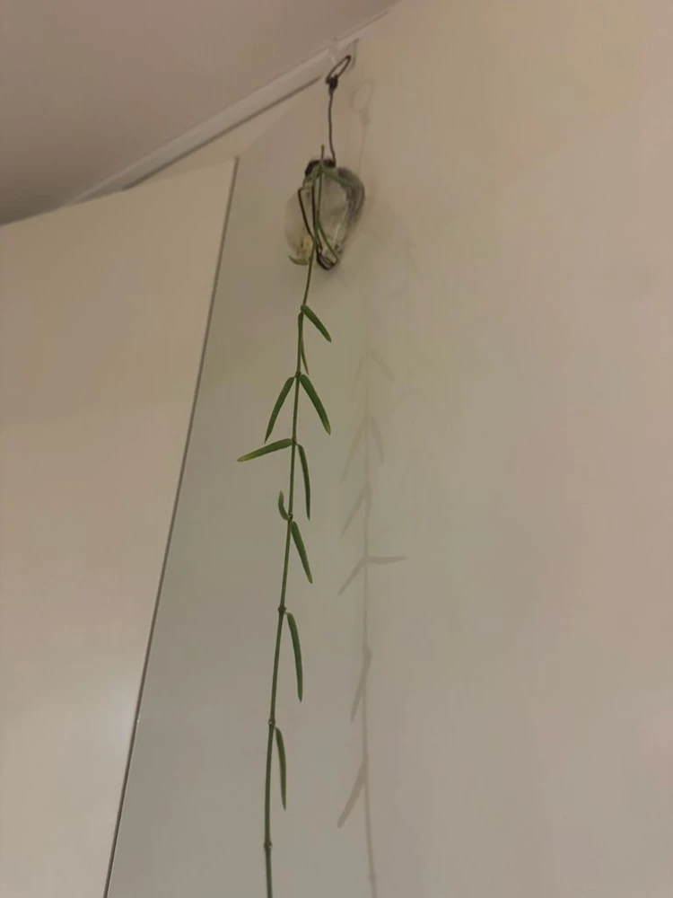 호야 리네아리스 200cm 이미지