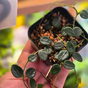 호야 원산엔시스