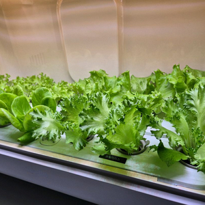 온실용 LED 식물등 교원웰스팜 식물재배기 이미지