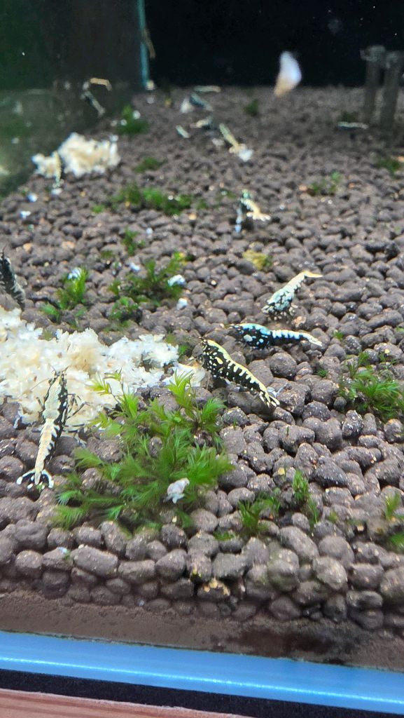 비쉬림프 축양장 판매합니다 새우 어항--5