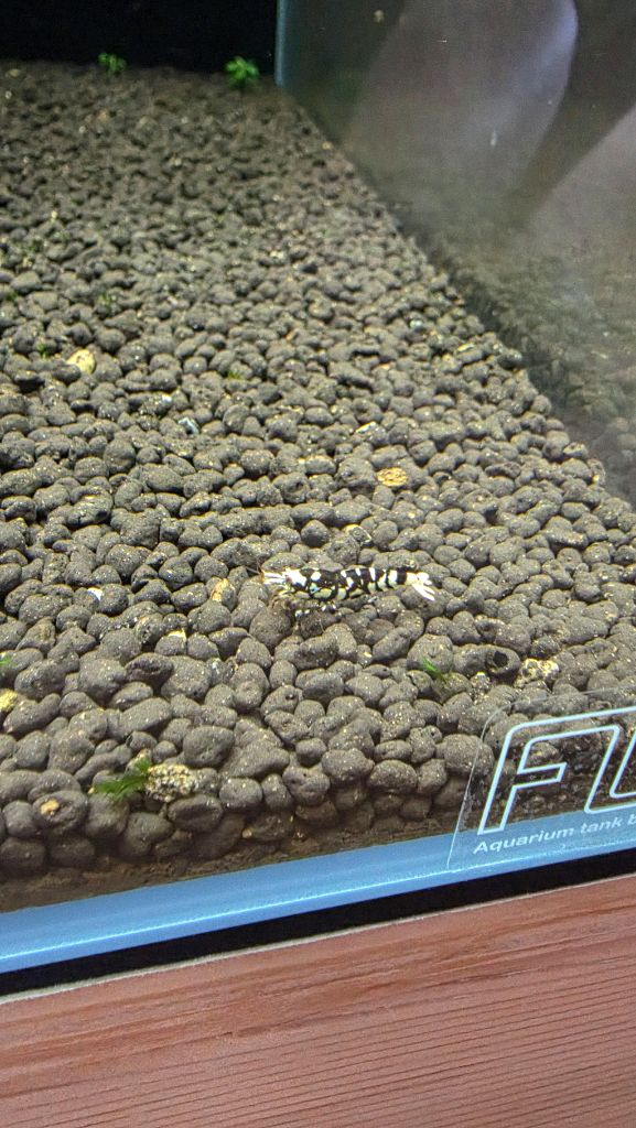 비쉬림프 축양장 판매합니다 새우 어항--6