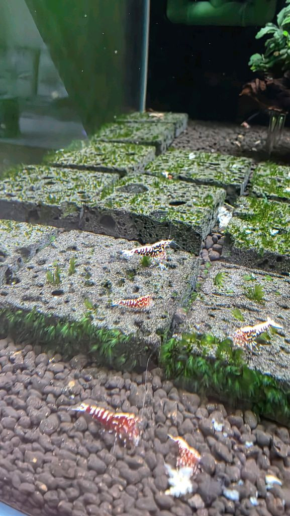 비쉬림프 축양장 판매합니다 새우 어항--7