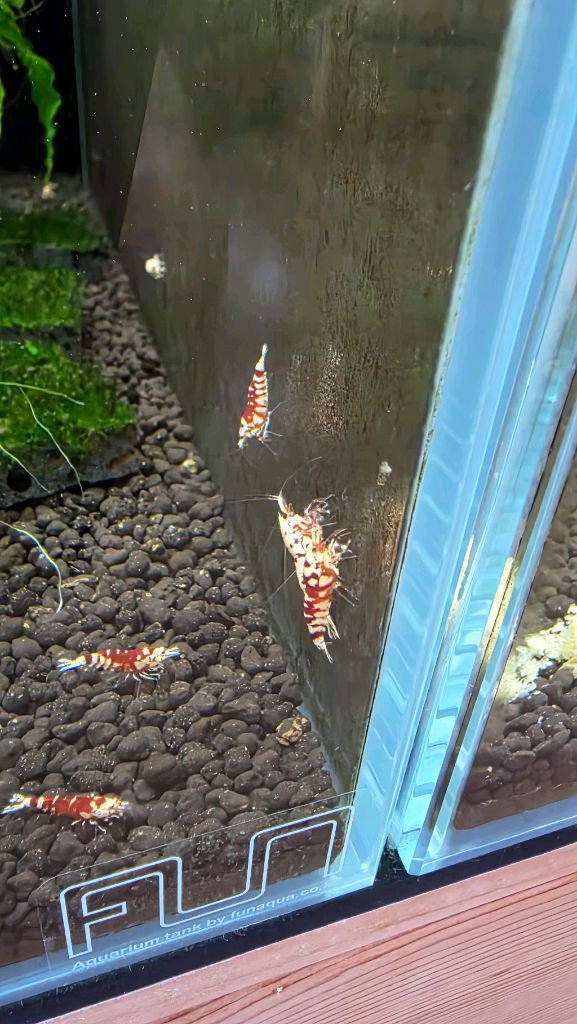 비쉬림프 축양장 판매합니다 새우 어항--8