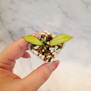 호야 소마 스플래쉬 5번