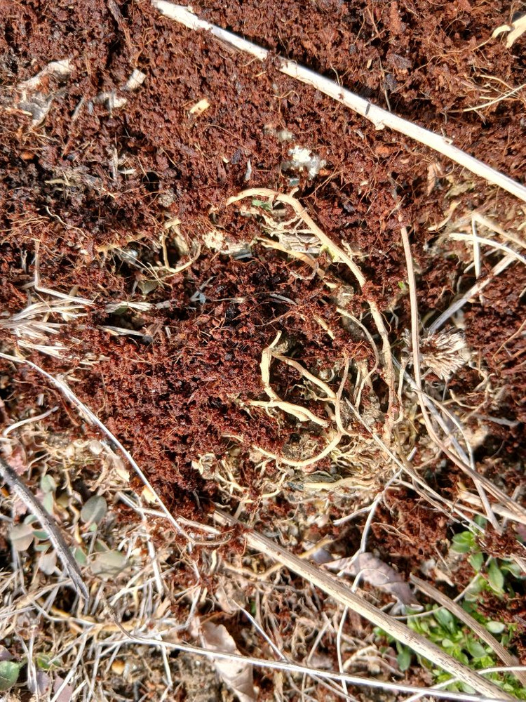 코코피트 저렴한 대용량 5500원 원예 화분훍 만능흙 달팽이흙 모종재배 이미지