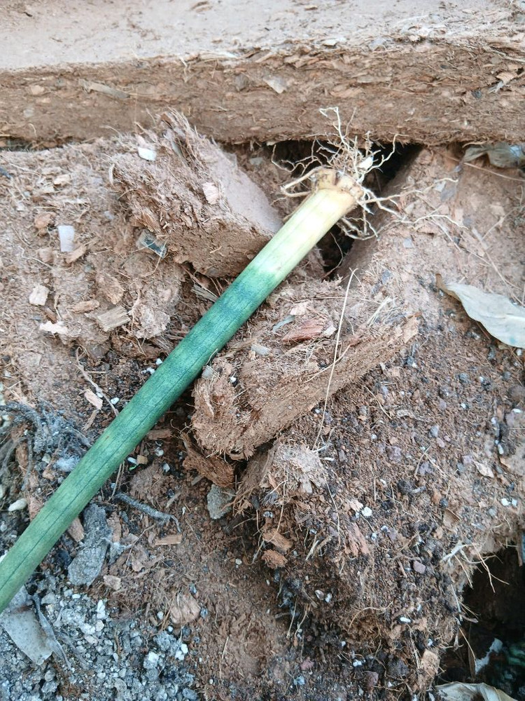 코코피트 저렴한 대용량 5500원 원예 화분훍 만능흙 달팽이흙 모종재배 이미지