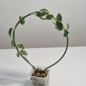 호야 쿤밍기아나 알보