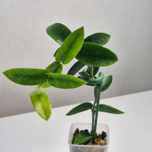 호야 덴시폴리아