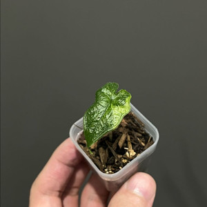 알로카시아 미스틱 바리에가타