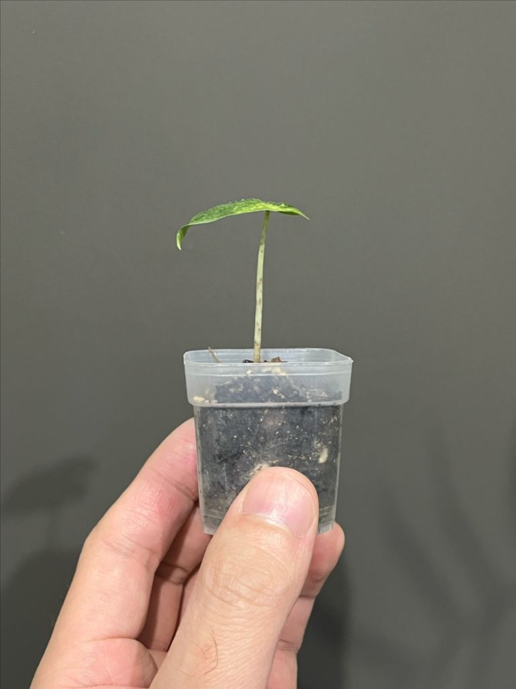 알로카시아 미스틱 바리에가타 이미지