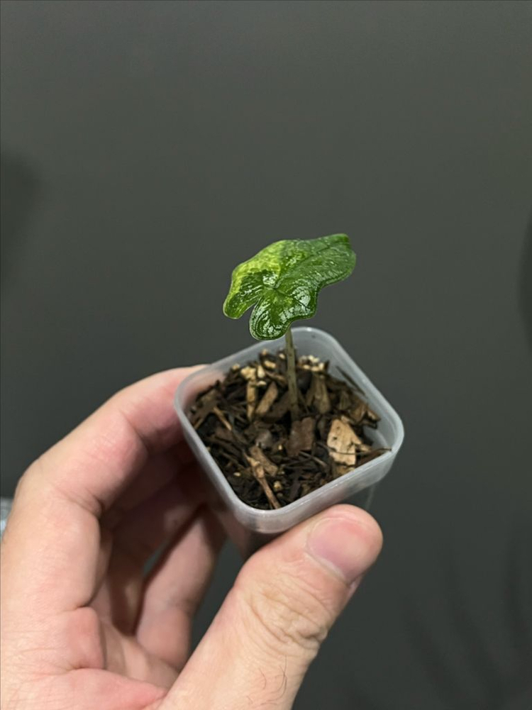 알로카시아 미스틱 바리에가타 이미지