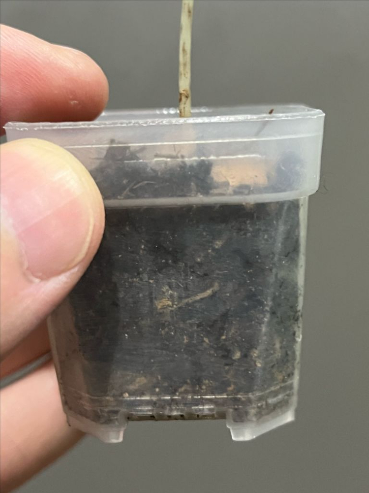 알로카시아 미스틱 바리에가타 이미지