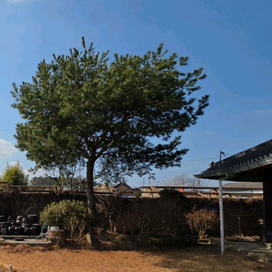 소나무 무료나눔