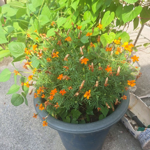 애폭시우래탄 방수재 삽니다