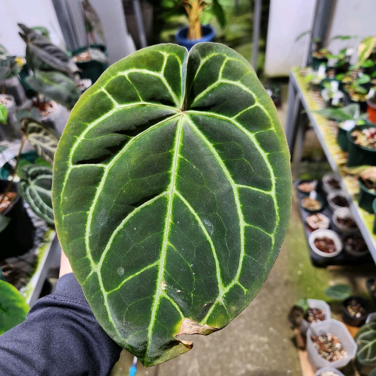 안스리움 블랙 크리스탈리넘--6