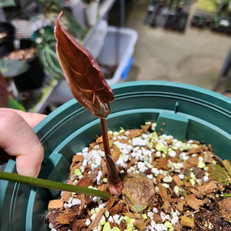 안스리움 블랙 크리스탈리넘--7