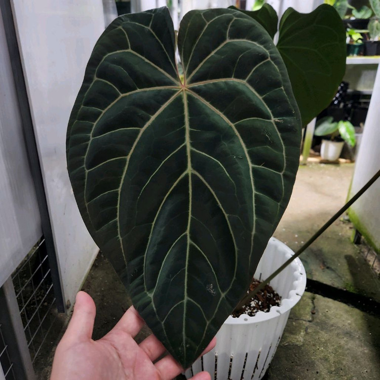 안스리움 블랙 크리스탈리넘--3