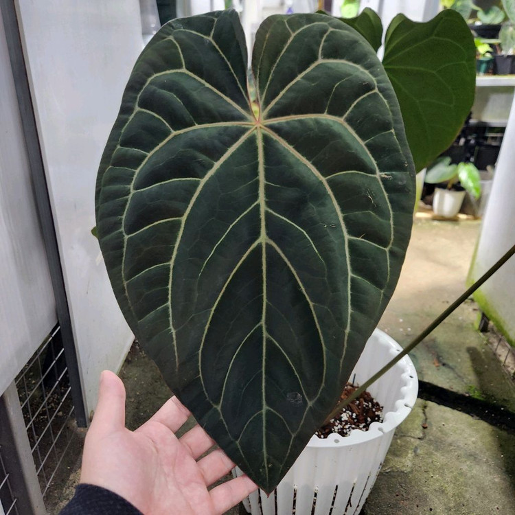 안스리움 블랙 크리스탈리넘--4