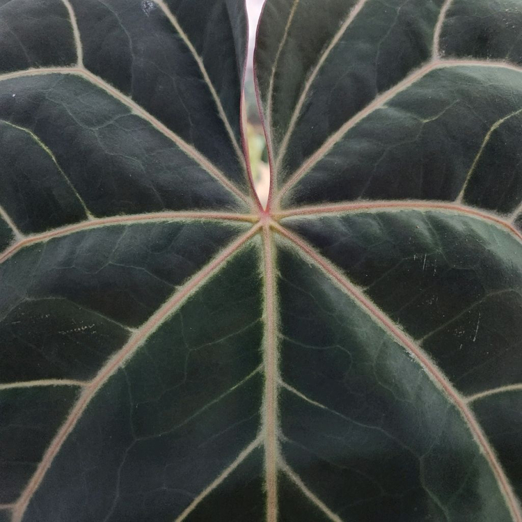 안스리움 블랙 크리스탈리넘--5