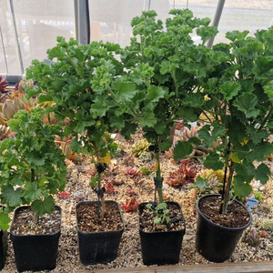 리갈제라늄5종셋트 이미지